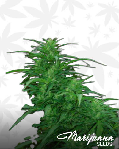 First Sativa