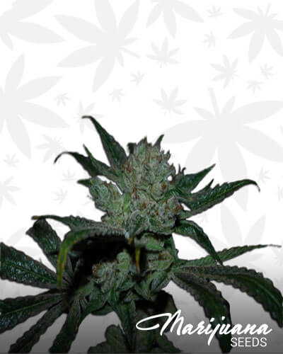 Flame Thrower OG
