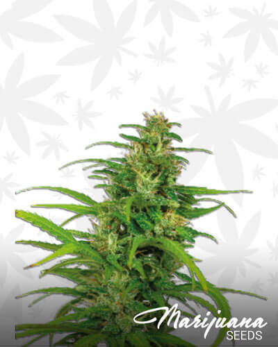 Flower Power