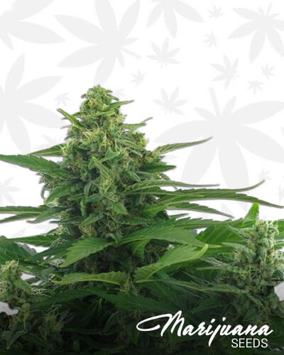 Flying Skunk