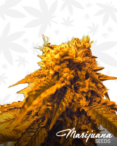 Force OG