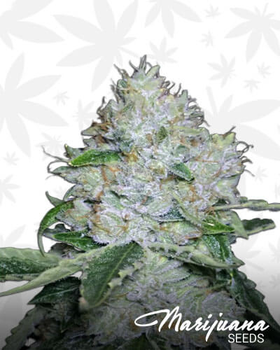 Formula 50
