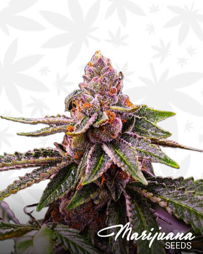 Forum Cut GSC BX