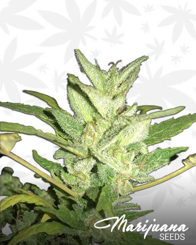 Fractal OG