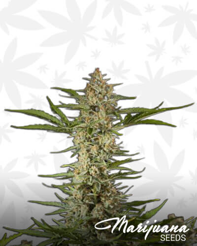 Fraggle Skunk Auto