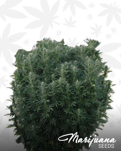 Fraise Sativa