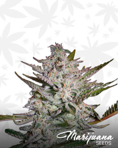 Franco’s Lemon Cheese