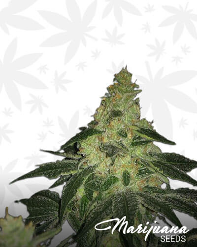 Frazer Kush