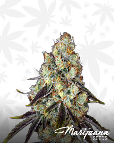 French Cookies X Birthday Cake