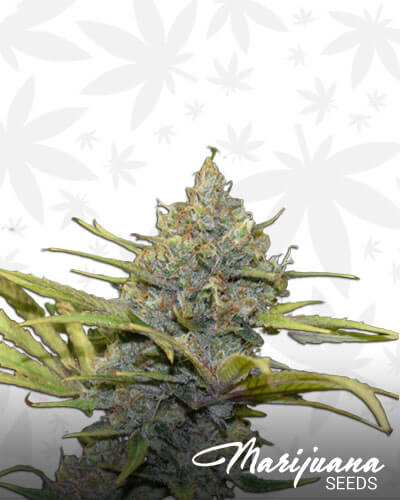 Fresh Kush CBD