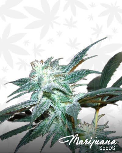 Fresh Lemon