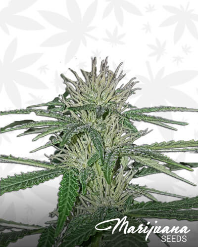 Friesland Indica