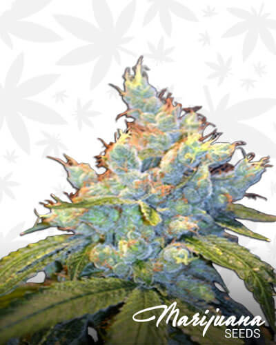 Frisco OG