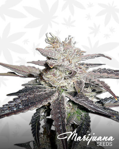 Frost Berry