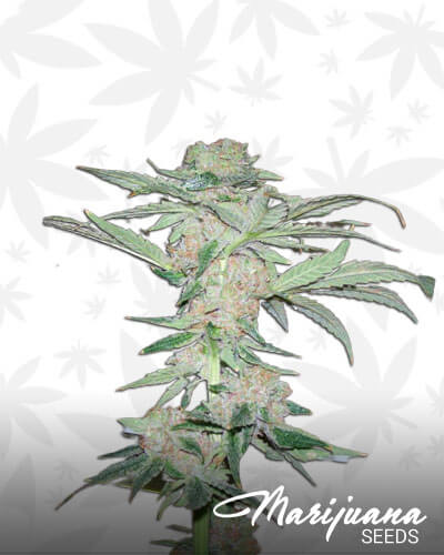 Frosty Buckeye