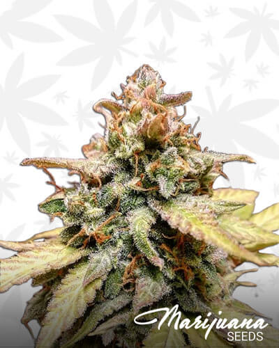 Frosty Gelato