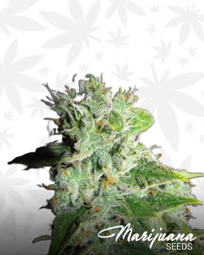 Frosty Kush