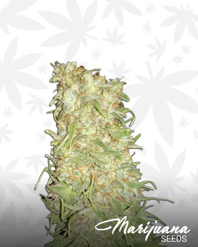 Frozen Tangie
