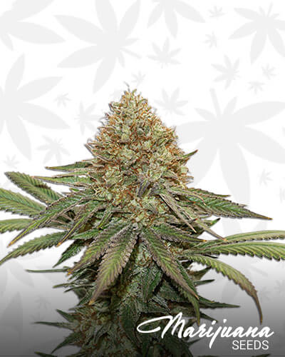 Fruit Cake