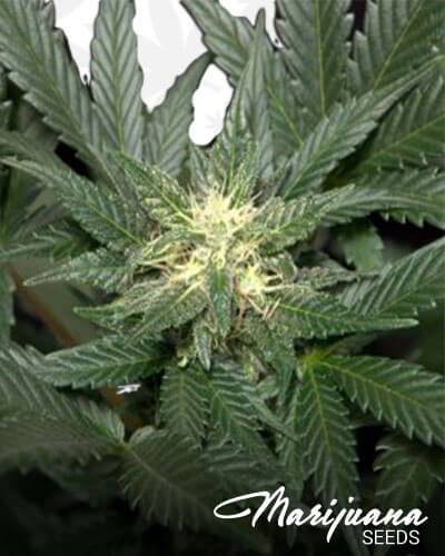Fruit Express
