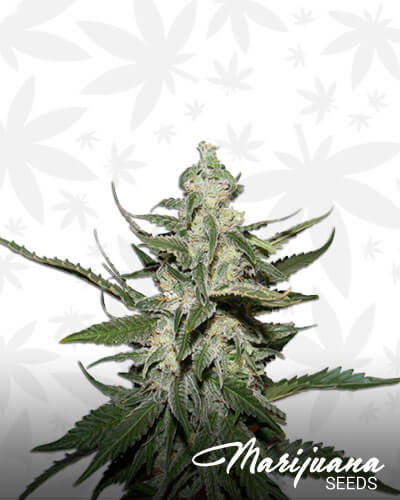Fruit Haze