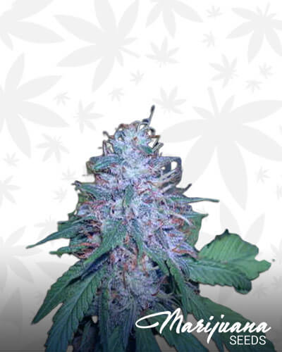 Fruit Loop Haze