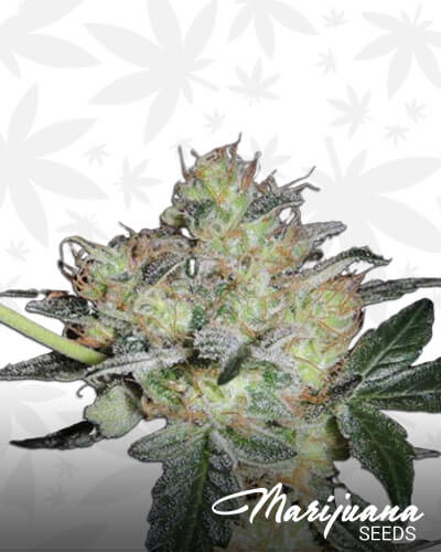 FruitBowl
