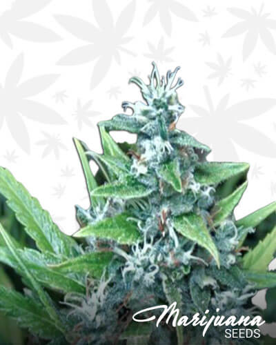 Fruity Bud