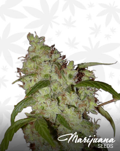 Fruity M Mas