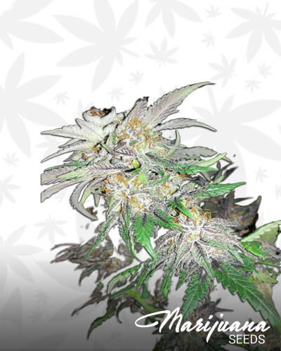 Fruity Pebble OG F2