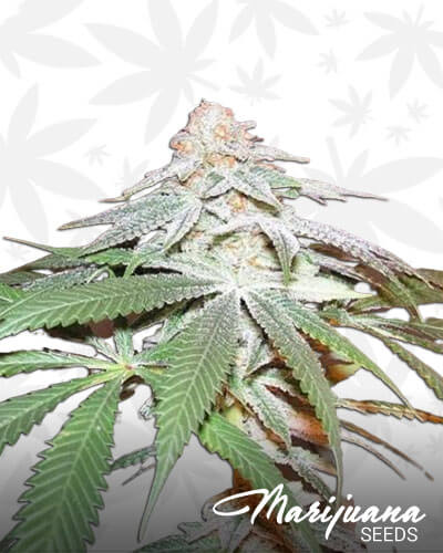 Fruity Pebble OG IC1
