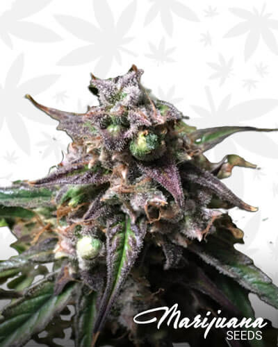 Fruity Punch