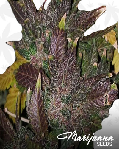 Fruity Rhino