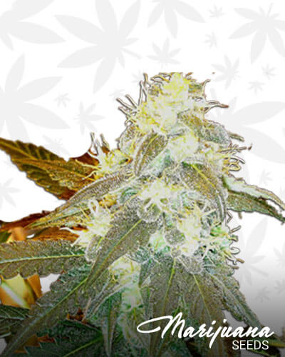 Fruity Thai