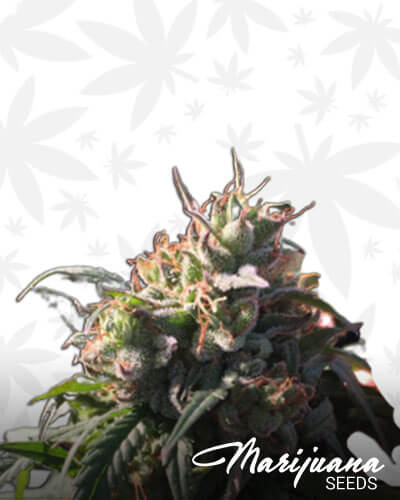 Frullato CBD