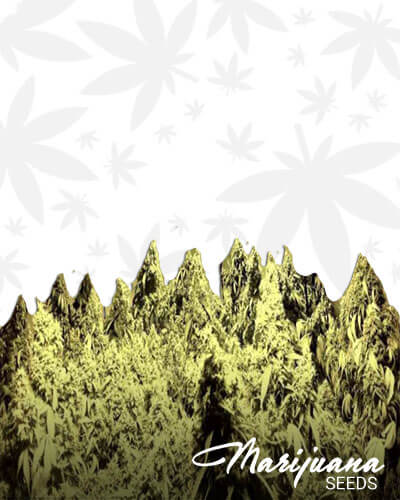 Ft Collins Cough Aka Colorado Cough CoCough