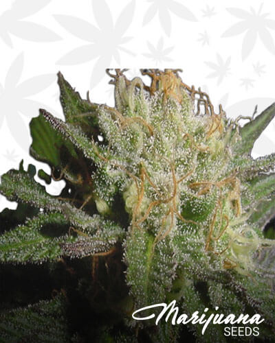 Ft Collins Cough Trainwreck Haze