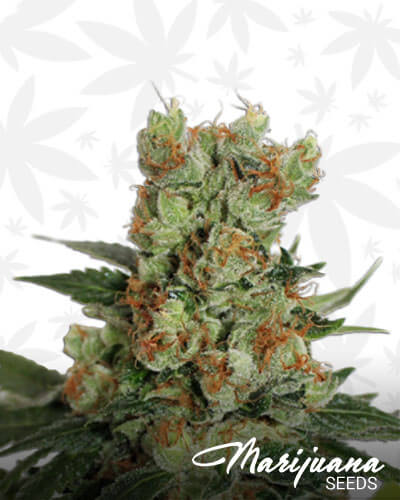 Fuel OG