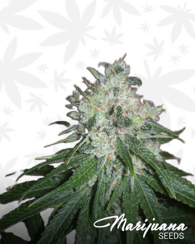 Fugu Kush