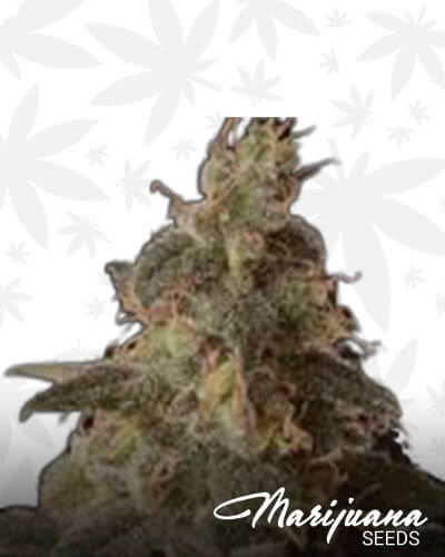 Full Moon CBD