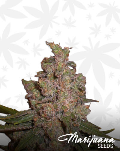 Funk 1 Aka Cheeze bx