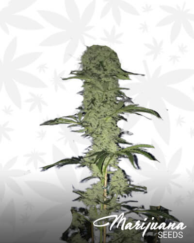 Funk Breath