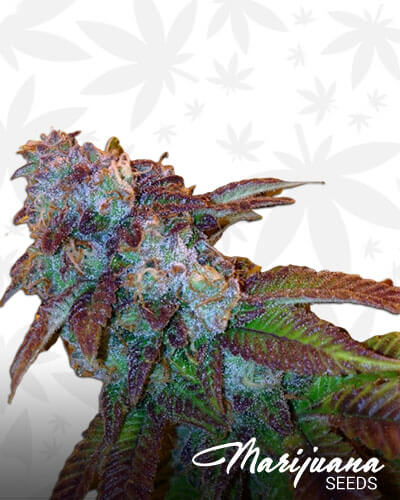 Funk Dawg Aka Clusterfunk x Stardawg
