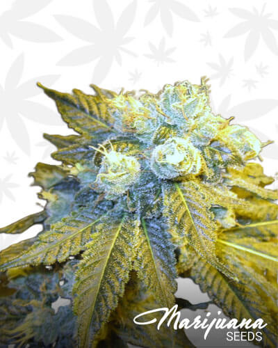 FunkBerry 1