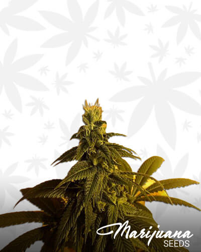Funky Face OG Aka Motown OG