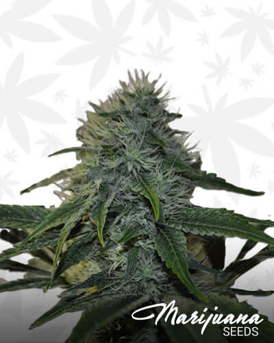 Fusion OG x Tres Double Underdog