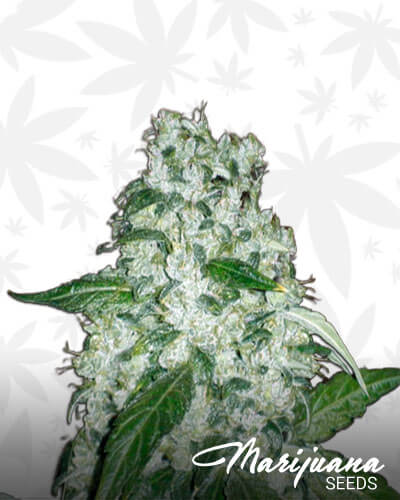 G 13