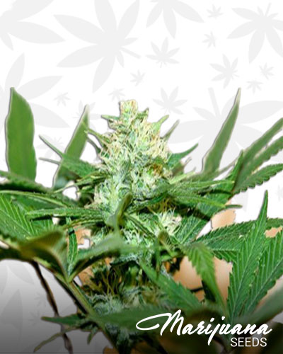 G Bolt Flower
