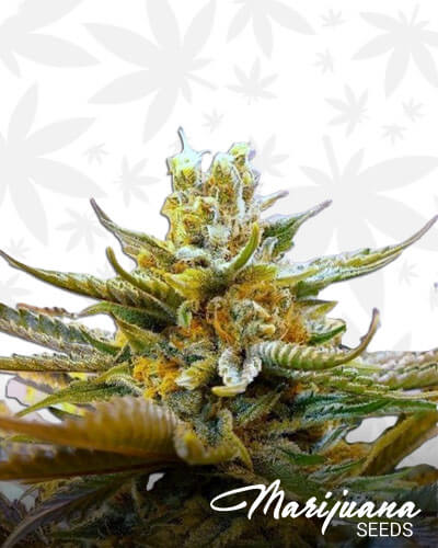 G Bolt Haze Aka Emerald Haze