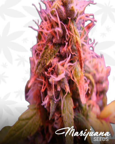 G High